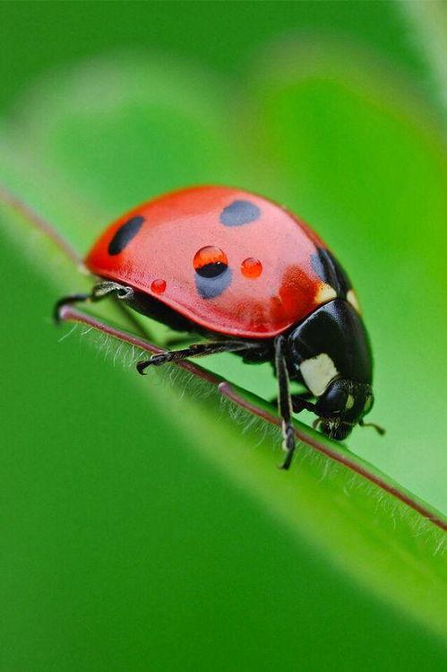 狗梨瓢蟲明星名字,明星蟲蟲的傳奇故事