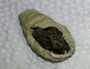 網(wǎng)紅三坨土,網(wǎng)絡(luò)紅人的崛起與影響力