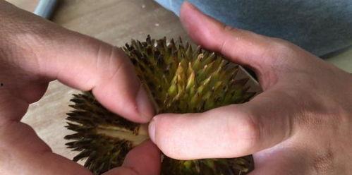 生吃榴蓮的網紅,驚險刺激的味蕾冒險之旅