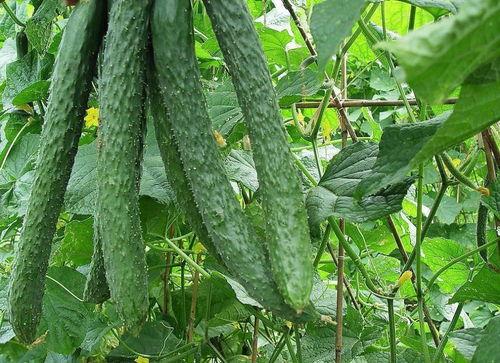 做夢吃梨瓜,一夢梨瓜香，喚醒味蕾之旅