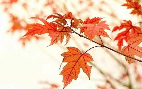 頭條楓葉紅了花似錦作品,楓葉紅了花似錦的絕美畫卷